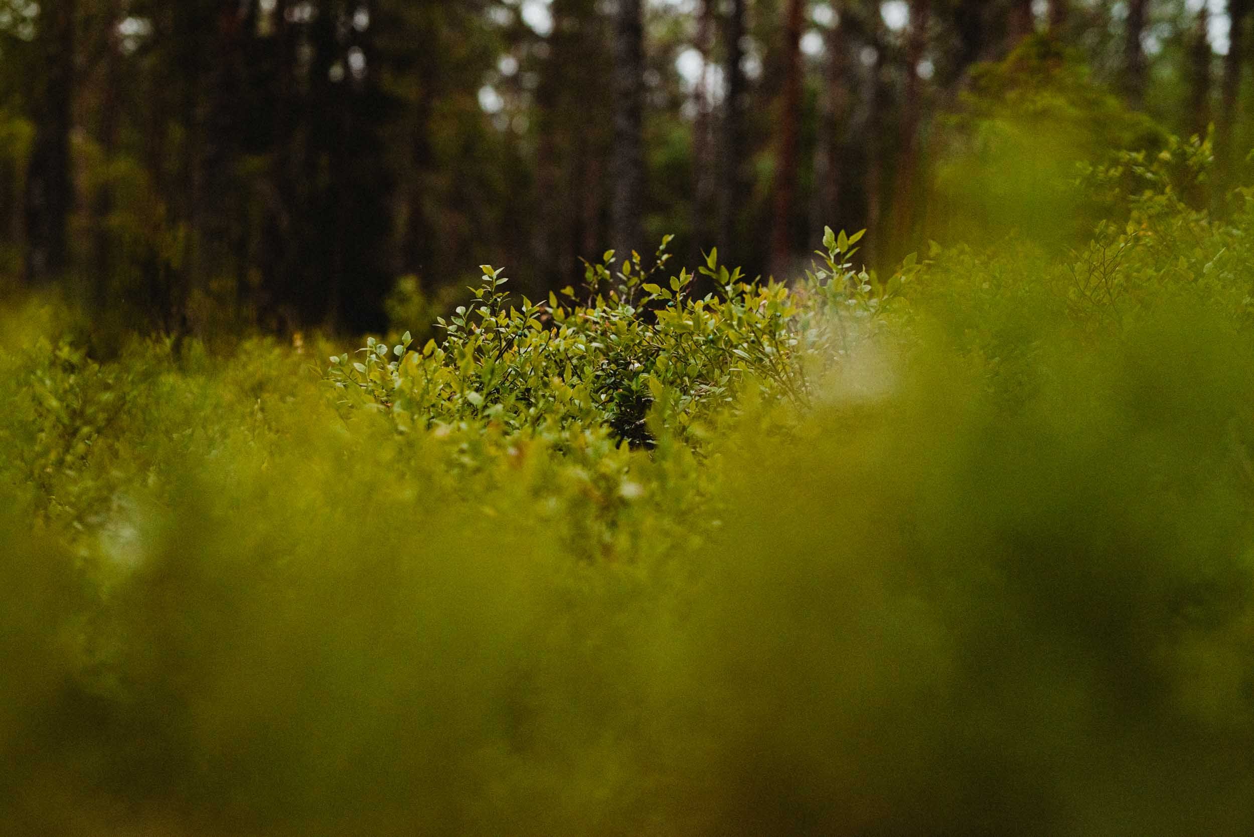 The Finnish forest is the inspiration for Taiga design